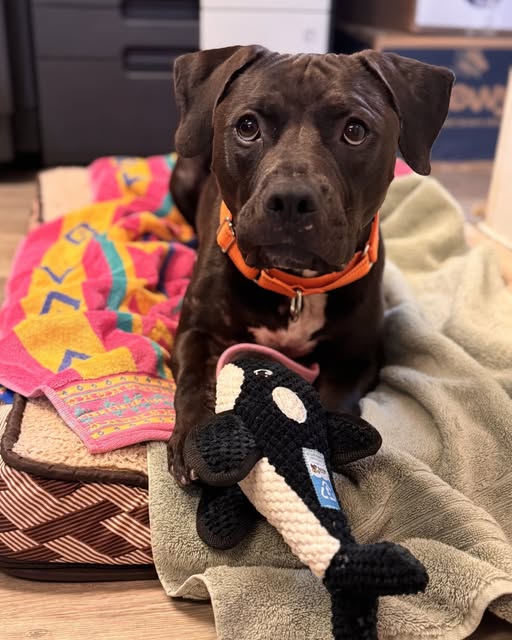 Shelter dog waiting nearly two years to find loving family for adoption