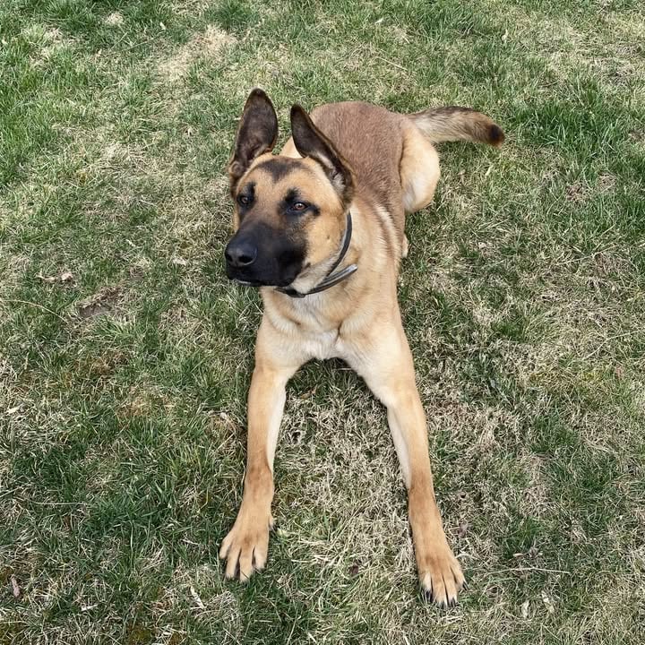 Pittsburgh Police K9 Miky dies from medical emergency