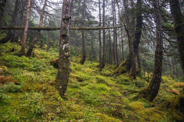 Trump Order Creates ‘Make America Beautiful Again’ Commission to Open Protected Land