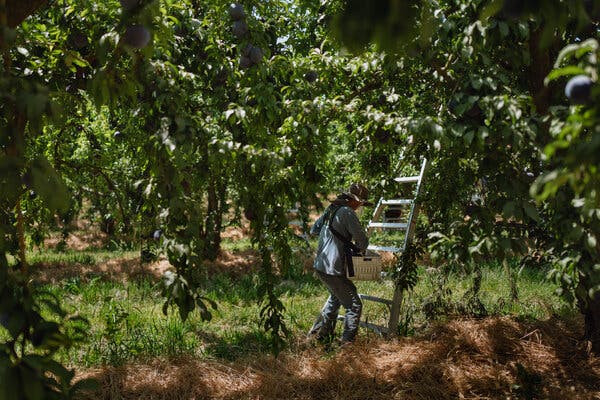 Trump Fuels Fear Among Immigrant Farm Workers in California’s Central Valley