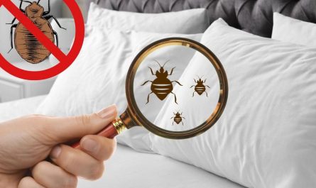 Bed Bug Infestations Surge Across Pennsylvania Five Cities Leading the Fight