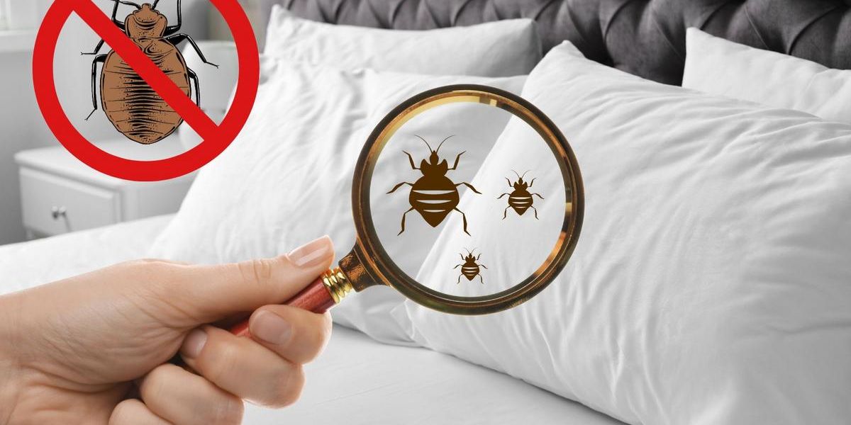 Bed Bug Infestations Surge Across Pennsylvania Five Cities Leading the Fight