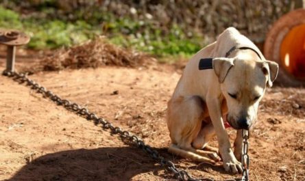Can You Leave Your Dog Chained Outside in Vermont Here’s What the Law Says