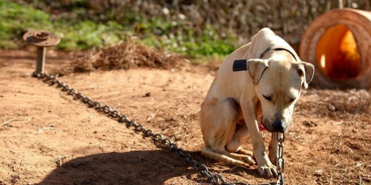 Can You Leave Your Dog Chained Outside in Vermont Here’s What the Law Says