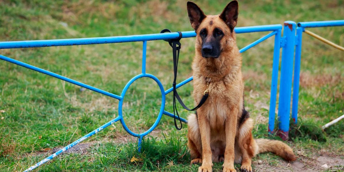 Can You Leave Your Pet Chained Outside in West Virginia Here's What the Law States