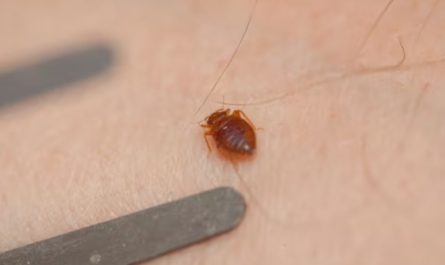 Insect Attack 5 Cities in Kansas Battling Bug Surge