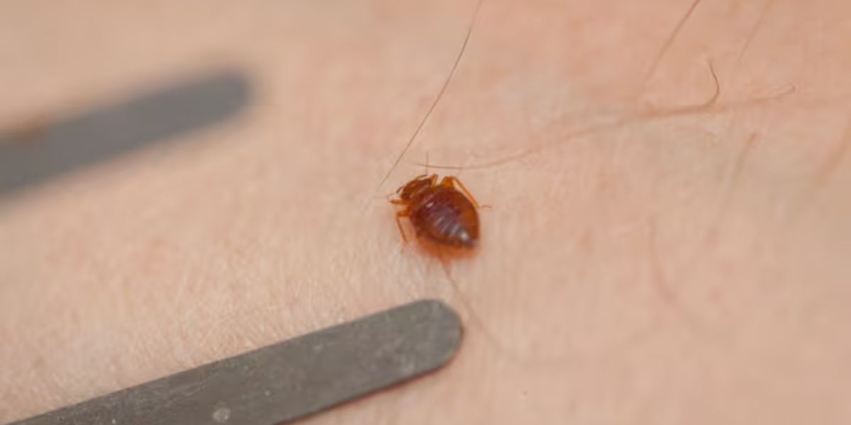 Insect Attack 5 Cities in Kansas Battling Bug Surge