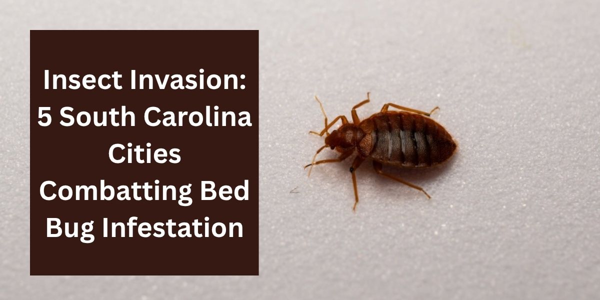 Insect Invasion 5 South Carolina Cities Combatting Bed Bug Infestation
