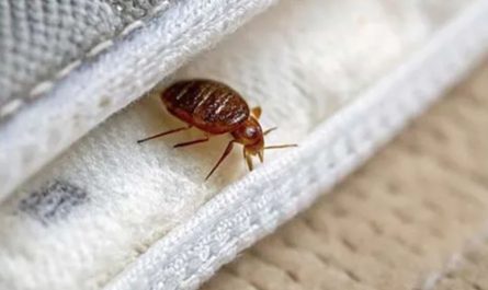 Insect Invasion Bed Bugs Plague California’s Urban Centers