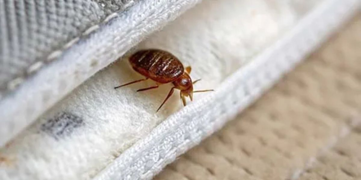 Insect Invasion Bed Bugs Plague California’s Urban Centers
