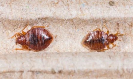 Bed Bug Infestation in California 5 Cities Facing Ongoing Struggles in 2025