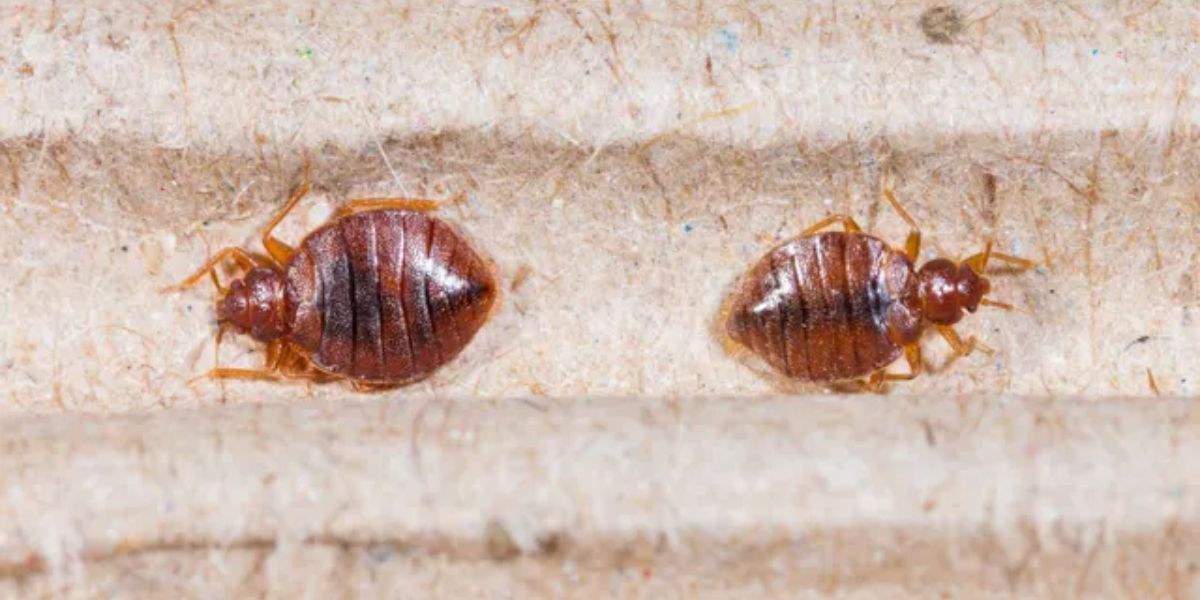Bed Bug Infestation in California 5 Cities Facing Ongoing Struggles in 2025