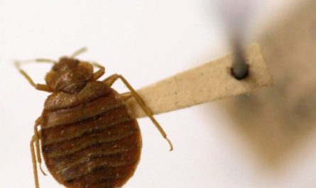 Bed Bug Infestation in Louisiana Five Cities Struggling with Growing Outbreaks in 2025