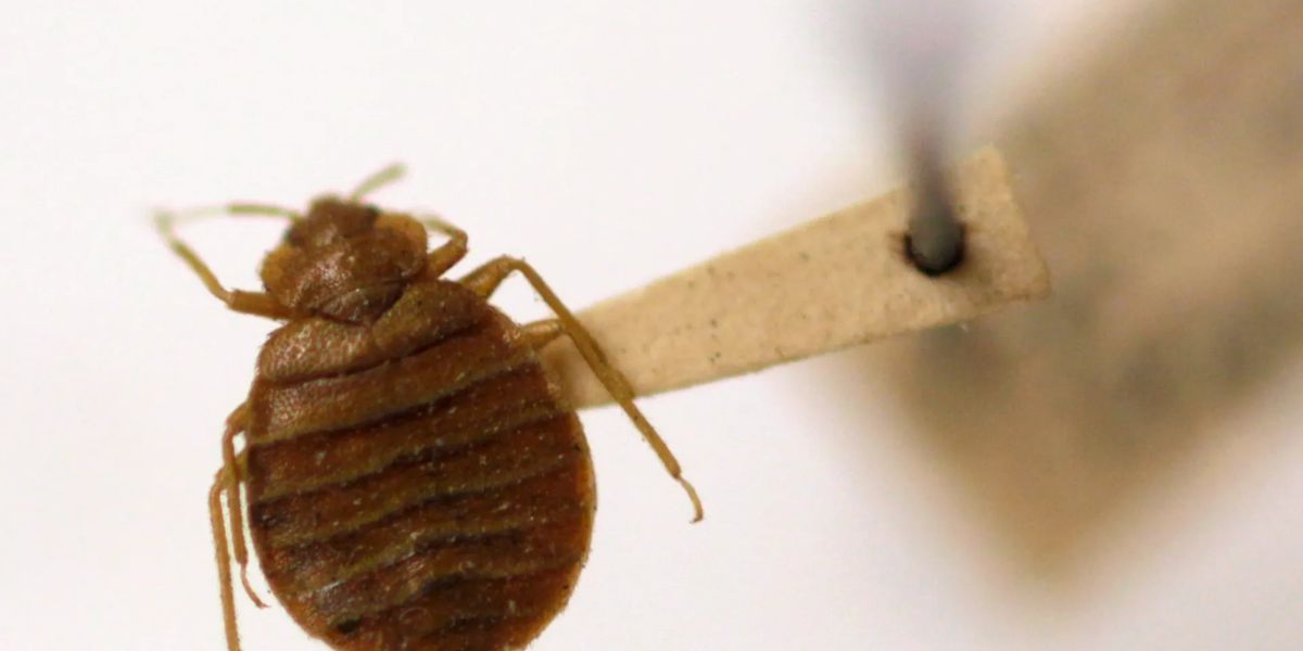 Bed Bug Infestation in Louisiana Five Cities Struggling with Growing Outbreaks in 2025