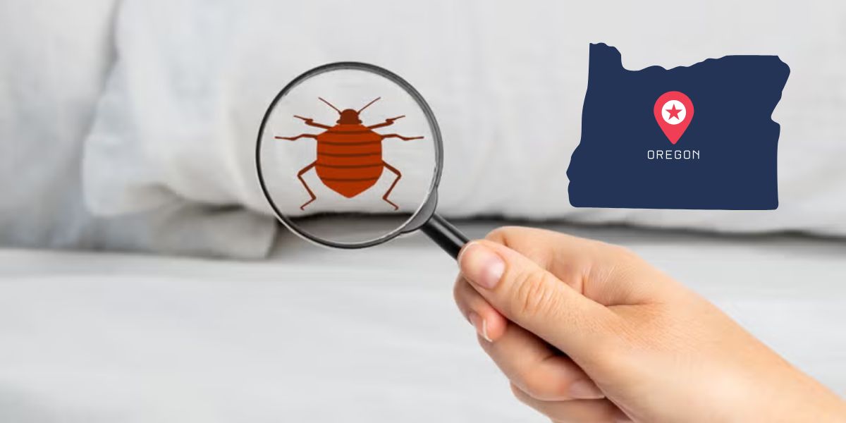 Bed Bug Infestation in Oregon Five Cities Grappling with Persistent Outbreaks in 2025