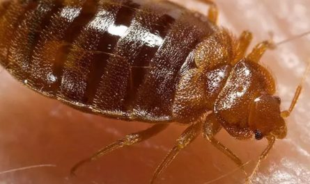 Bed Bug Infestation in Texas Five Cities Battling Persistent Outbreaks in 2025
