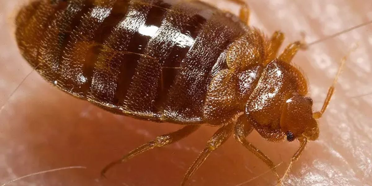 Bed Bug Infestation in Texas Five Cities Battling Persistent Outbreaks in 2025