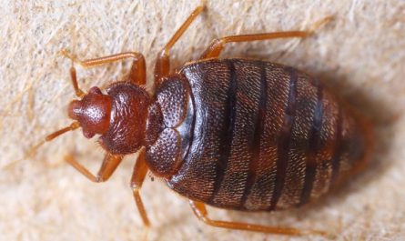 Bed Bug Infestation in Utah Five Cities Struggling with Widespread Outbreaks in 2025