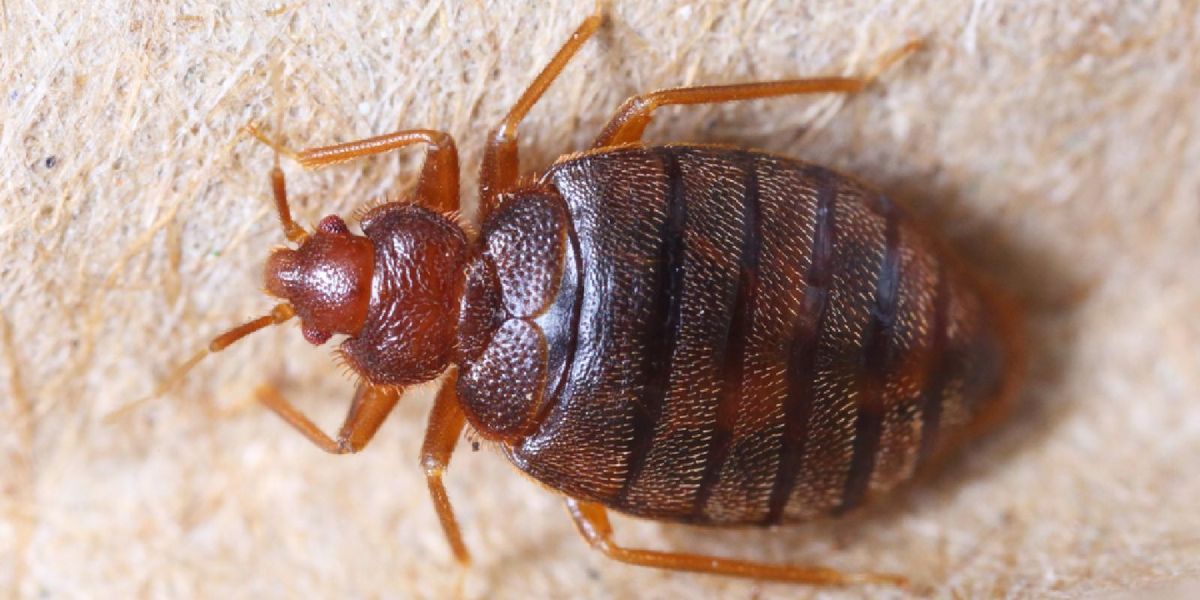 Bed Bug Infestation in Utah Five Cities Struggling with Widespread Outbreaks in 2025