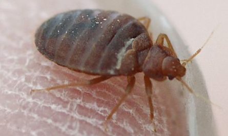 Bed Bug Resurgence in Alabama Top 5 Cities Struggling in 2025