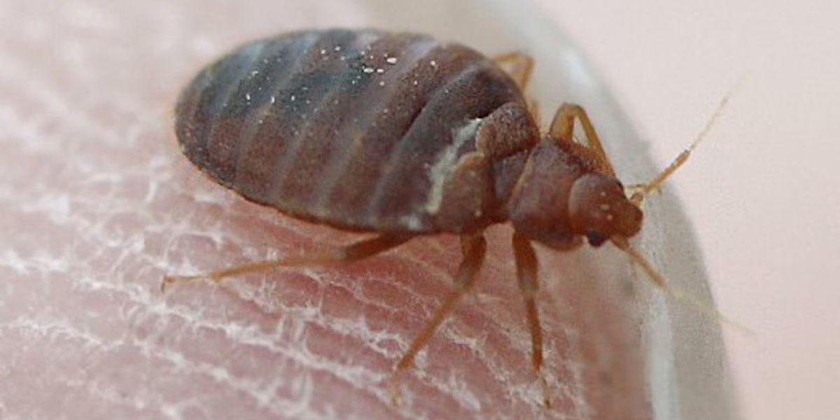 Bed Bug Resurgence in Alabama Top 5 Cities Struggling in 2025