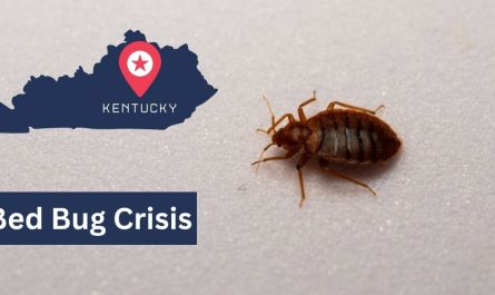 Bed Bug Surge These 5 Kentucky Cities are Struggling to contain Infestations