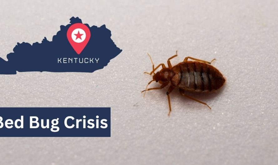 Bed Bug Surge: These 5 Kentucky Cities are Struggling to contain Infestations