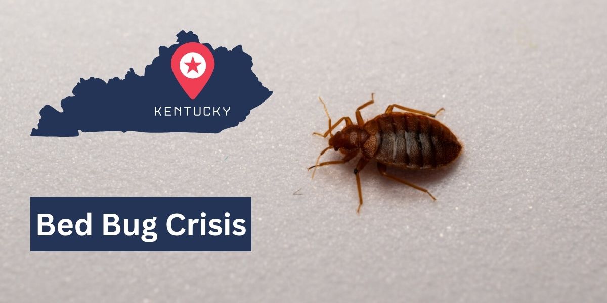 Bed Bug Surge These 5 Kentucky Cities are Struggling to contain Infestations