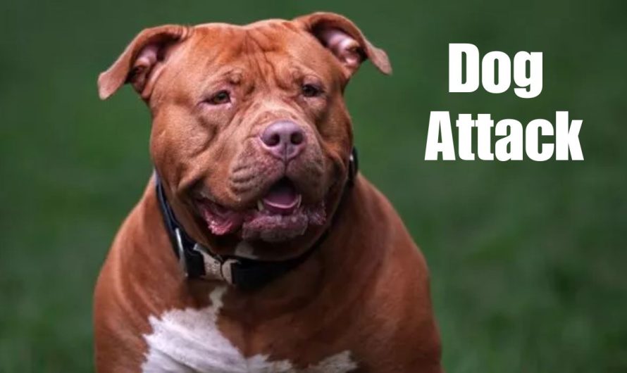 San Bernardino Woman Killed in Dog Mauling Near Park; Second Victim Injured