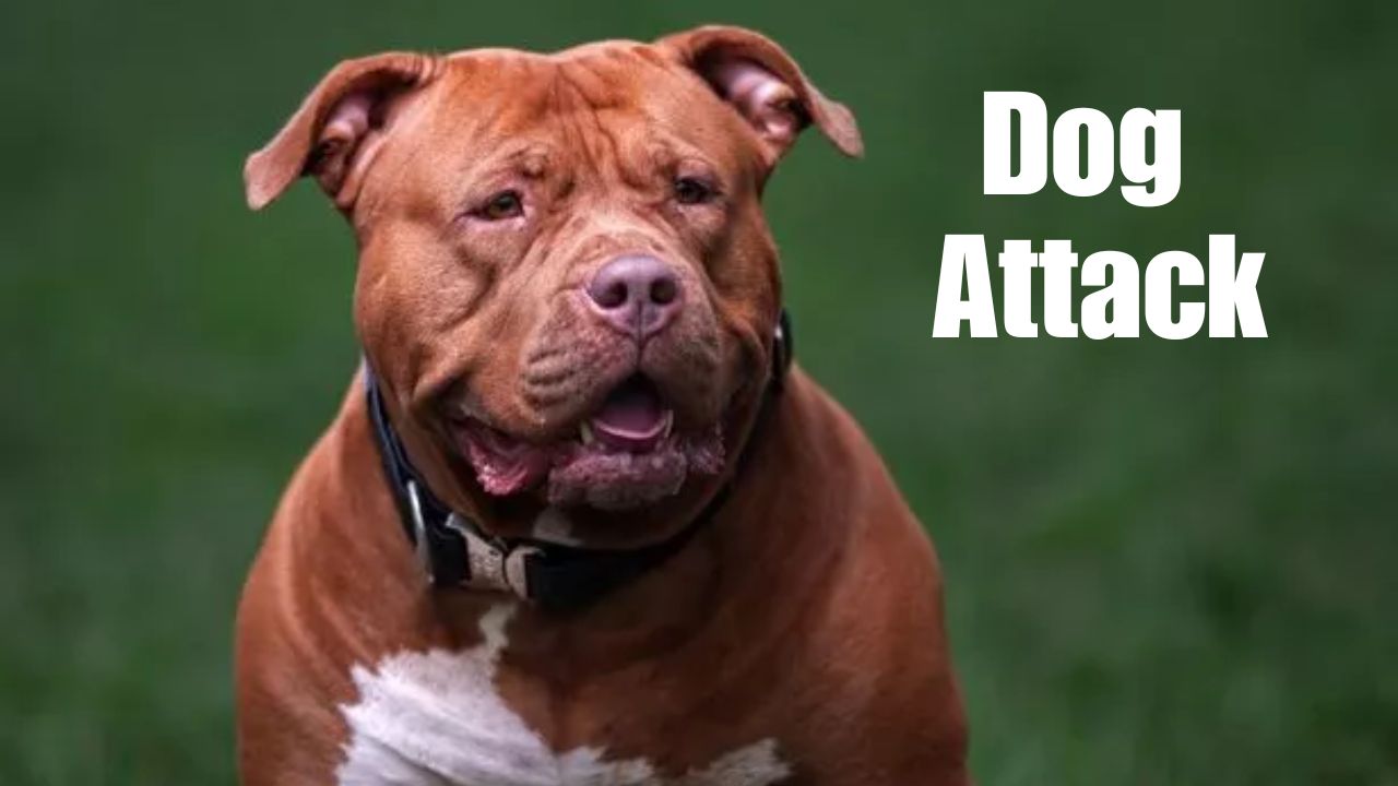San Bernardino Woman Killed in Dog Mauling Near Park; Second Victim Injured
