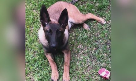 Santa Ana Police Fatally Shoot Family Dog, Sparking Public Outrage and Demands for Accountability