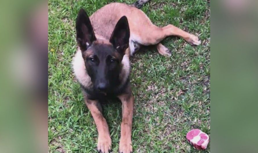 Santa Ana Police Fatally Shoot Family Dog, Sparking Public Outrage and Demands for Accountability