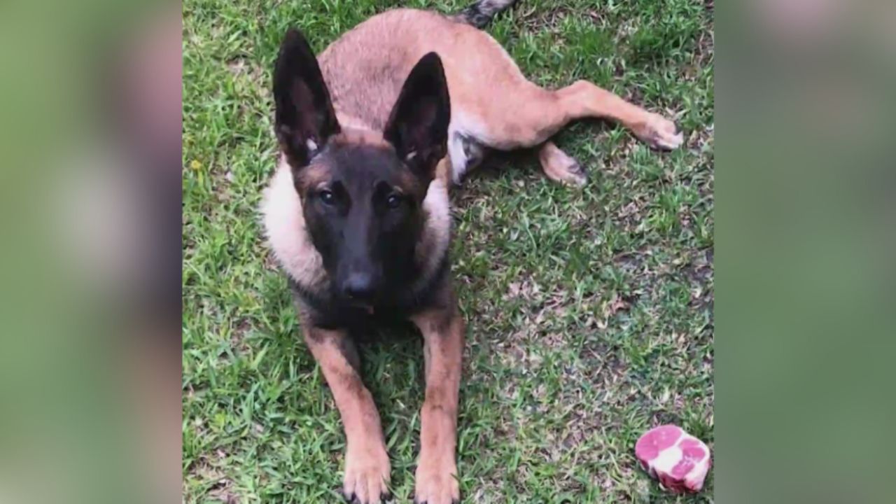 Santa Ana Police Fatally Shoot Family Dog, Sparking Public Outrage and Demands for Accountability