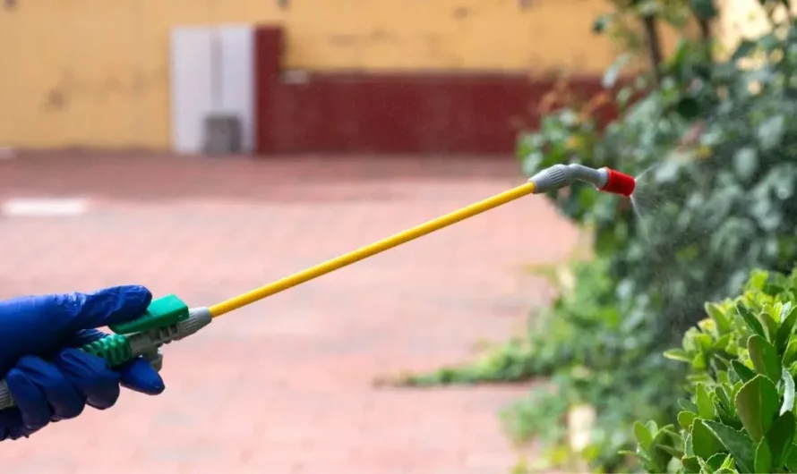 7 Chemical-Free Solutions to Keep Earwigs Out of Your House