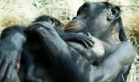 Columbus Zoo Welcomes New Baby Bonobo in Conservation Milestone