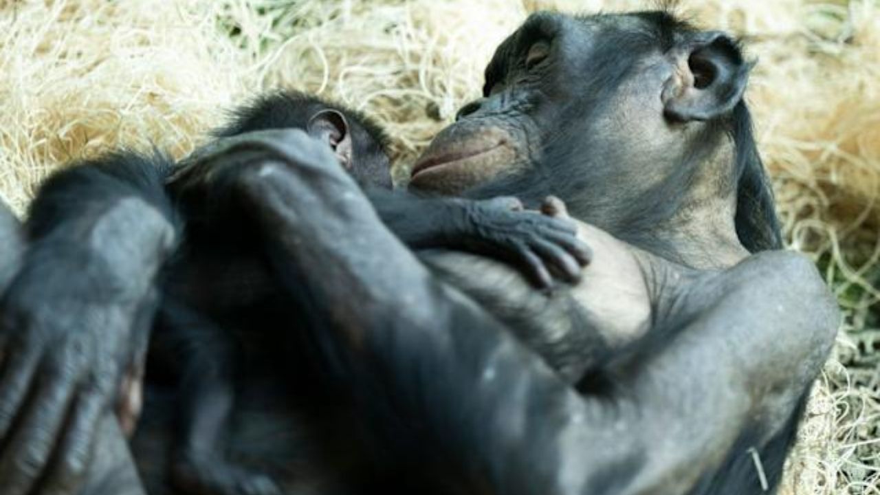 Columbus Zoo Welcomes New Baby Bonobo in Conservation Milestone
