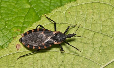 Deadly Kissing Bug Disease Found in 32 States Including Virginia: What You Need to Know