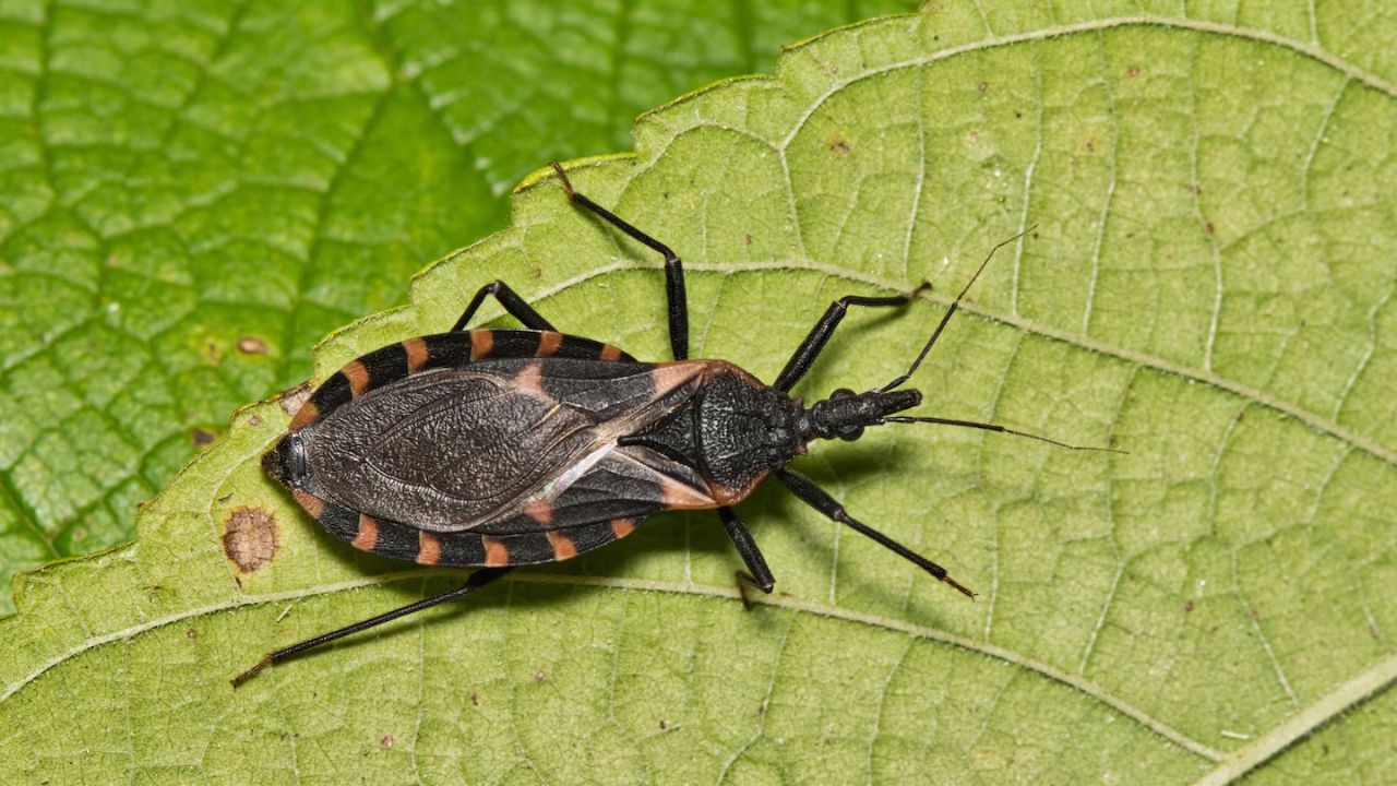 Deadly Kissing Bug Disease Found in 32 States Including Virginia: What You Need to Know