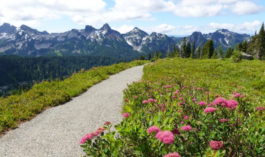 Five Washington Trails That Bloom Late into September: A Guide to Autumn Wildflowers and Scenic Hikes