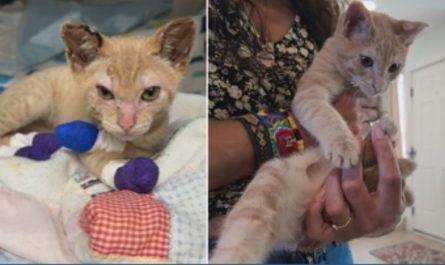 Kitten Badly Burned in Rowena Fire Makes Miraculous Recovery and Finds Loving Home