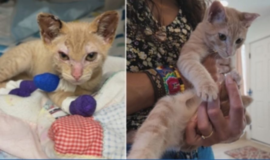 Kitten Badly Burned in Rowena Fire Makes Miraculous Recovery and Finds Loving Home