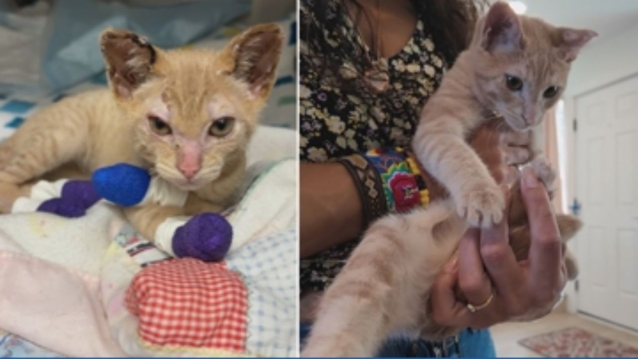Kitten Badly Burned in Rowena Fire Makes Miraculous Recovery and Finds Loving Home