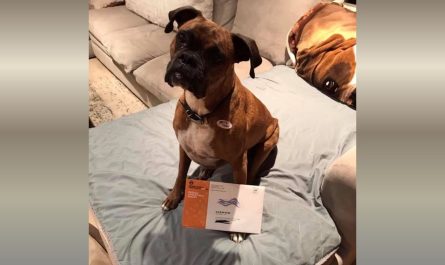 Southern California Woman Faces Felony Charges for Registering Dog to Vote, Casting Two Ballots