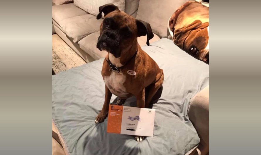 Southern California Woman Faces Felony Charges for Registering Dog to Vote, Casting Two Ballots