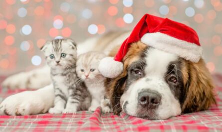 Animal Shelters Call on Residents to Foster Cats and Dogs During the Holidays