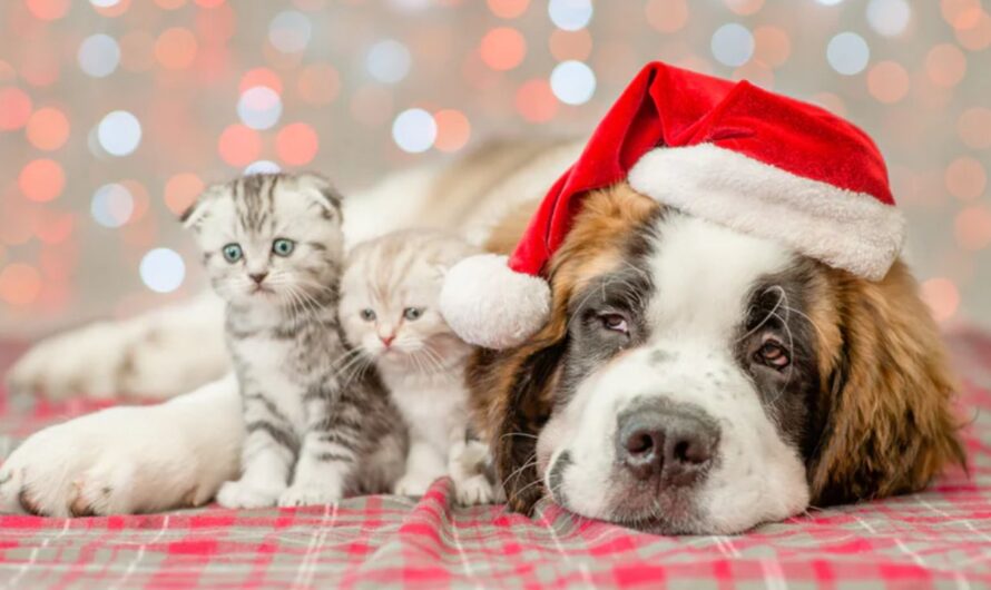 Animal Shelters Call on Residents to Foster Cats and Dogs During the Holidays