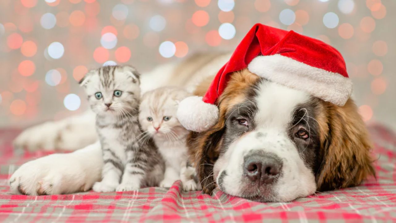 Animal Shelters Call on Residents to Foster Cats and Dogs During the Holidays