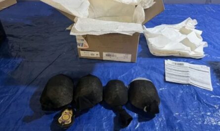 New York Man Sentenced After Attempting to Export 850 Live Turtles Worth $1.4 Million