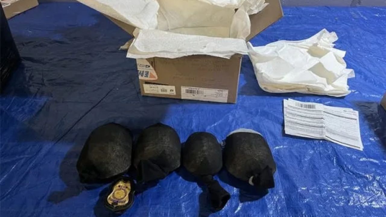 New York Man Sentenced After Attempting to Export 850 Live Turtles Worth $1.4 Million