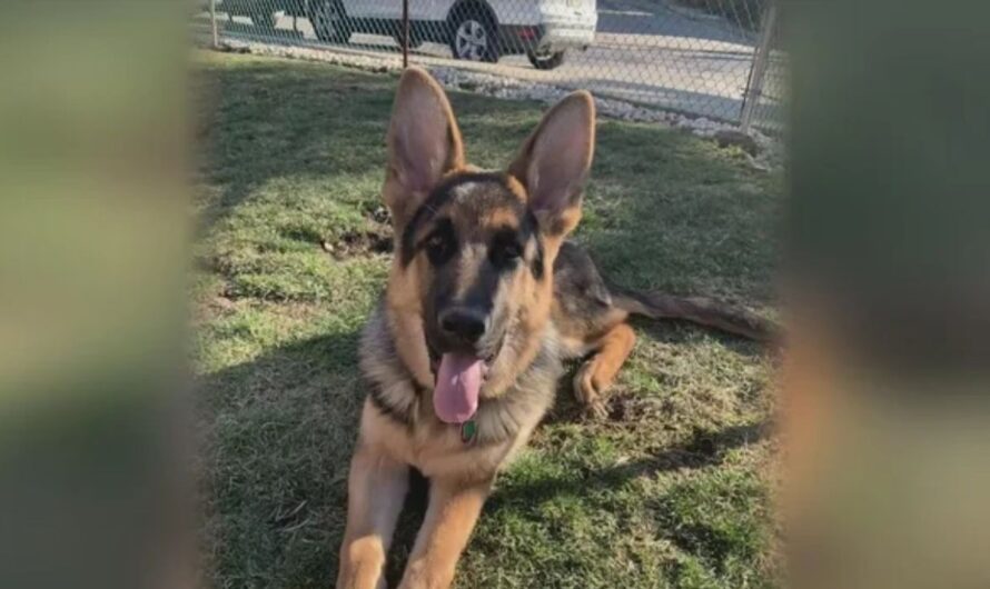 Pittsburgh Man Begs for Return of Missing German Shepherd Before Christmas